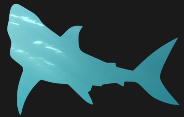 MetaShARK (Metadata Shiny Automated Resources and Knowledge) is a tool designed to generate, notably through automatic inference, metadata through Ecological Metadata Language standard