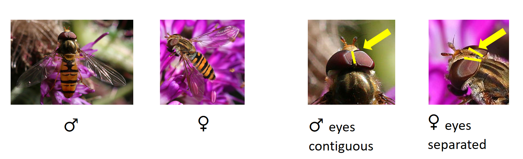 classification of marmelade hoverflies
